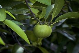 Image result for What Is a Manchineel