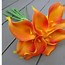 Image result for Lily Colors