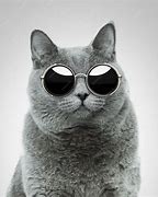 Image result for Cool Cat with Round Glasses