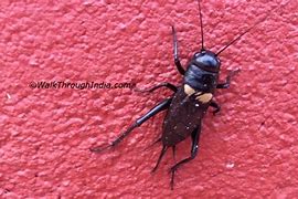 Image result for Cricket Insect