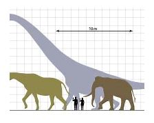Image result for The Biggest Animal in the Whole Entire World