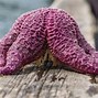 Image result for Most Mysterio's True Creatures in the World