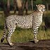 Image result for Cheetah Ai