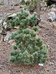 Image result for Japanese White Pine Tree