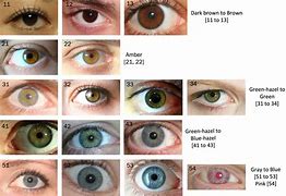 Image result for Eye Color Variations