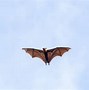 Image result for Bat Sleeping On Roof