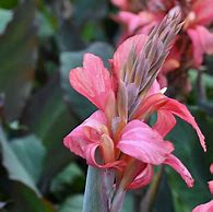 Image result for Canna Champion