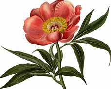 Image result for Flower Art Wallpaper iPhone