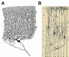 Image result for Ramon Y Cajal Purkinje Cell