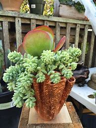 Image result for Draping Succulents