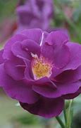 Image result for Rose Garden Allentown PA