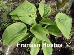 Image result for Hosta Devon Desire