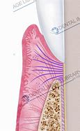 Image result for Periodontal Membrane