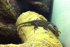 Image result for Fully Grown Cricket