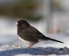 Image result for junco