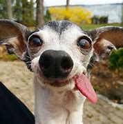 Image result for Dog with Tongue Out Meme