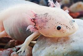 Image result for Cutest Weird Animals