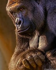 Image result for Harambe Cool