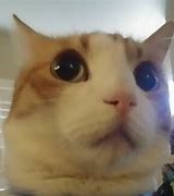 Image result for Cat Shocked Face Meme