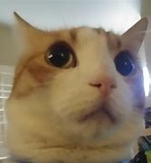 Image result for Blurred Surprised Cat Meme