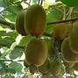 Image result for Kiwi Fruit Seeds