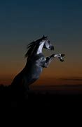 Image result for Arabian Horse Sunset