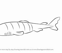 Image result for Greenland Shark Drawing