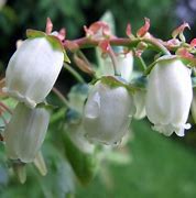 Image result for Vaccinium corymbosum Heerma