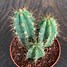 Image result for Cactos