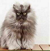 Image result for Colonel Meow Meme