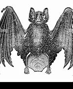 Image result for Antique Bat Drawing