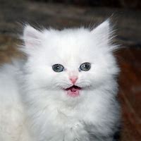 Image result for Colleen Ballinger Two Persian Cat Meme