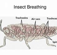 Image result for Insect Breathing Cartoon