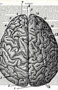 Image result for Vintage Brain Drawing