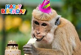 Image result for Funny Monkey Birthday Memes