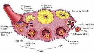 Image result for Layers of Ovary