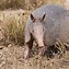 Image result for Pic of Armadillo