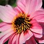 Image result for Dahlia Wishes N Dreams