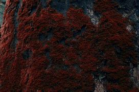 Image result for Red Moss