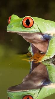 Image result for Frog Wallpaper iPhone