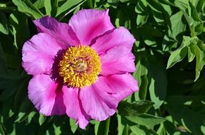 Image result for Paeonia off. Mollis