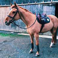 Image result for Dressage Horse