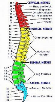 Image result for Spinal Cord Numbers