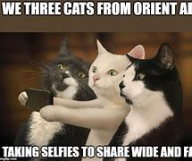 Image result for :3 Cat Meme