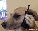 Image result for Dog Answering Phone Meme