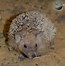 Image result for Long-Eared Hedgehog