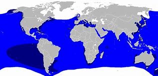 Image result for Great White Shark Locations