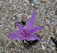 Image result for Colchicum agrippinum