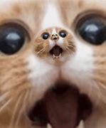 Image result for shock cats memes gifs