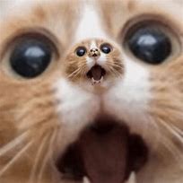 Image result for Shocked Cat Face Cartoon